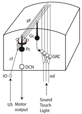 A computational passage-of-time model of the cerebellar Purkinje cell in eyeblink conditioning